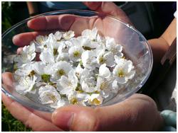 ¿Cómo se preparan las Esencias Florales?