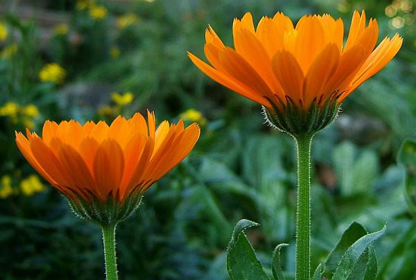 Una Flor Maravillosa