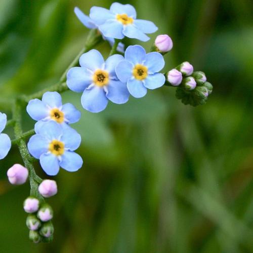 Forget-me-not / Nomeolvides (Agotado)