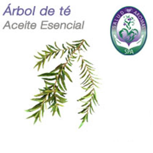 ÁRBOL DE TÉ