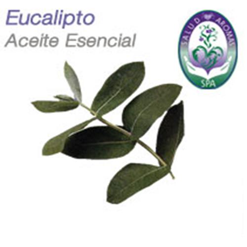 EUCALIPTO