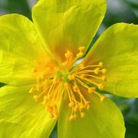 Rock Rose / Heliantemo