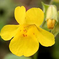 Mimulus / Mímulo