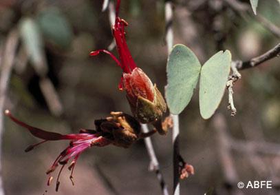 Bauhinia