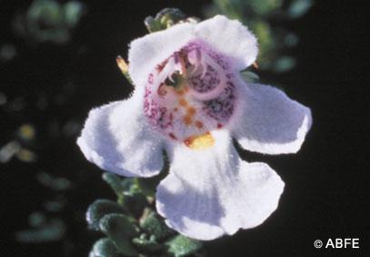 Alpine Mint Bush